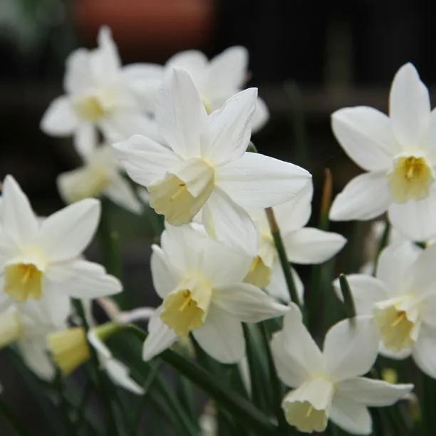 Sailboat Daffodil (Narcissus Sailboat) Img 5